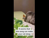 Grey cat plays with brown squirrel toy