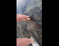 Octopus steals woman shoe at the beach