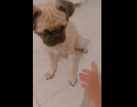 Pug responds to commands for treats with tricks 