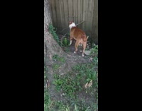 Pet dog bites and would not let go of the stick