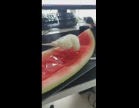 Small bird eat watermelon on computer desk