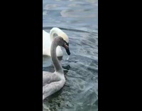 BitchMP - Cheese ball goose slides down neck