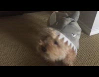 small white dog wearing shark costume