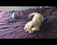 Four fluffy dogs jump on purple bed while owner talks to them 