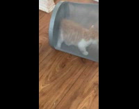 Kitten rolls inside the metal trash bin