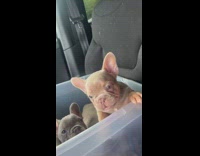 Collab Clips MPUGC - Puppies in box barking in car