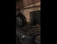 Colony of rats hangs out at trash