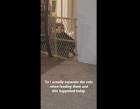 Cat slides open wood gate living room 