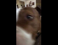 brown dog walking towards camera and sniffing it