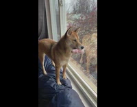 Shiba dog with pink toy howls siren 