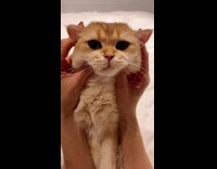 Cat gets ears folded 