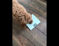 Small brown dog digs at square scale 