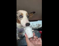Dog eyes wide open licks ice cream