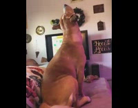 Dog stretched head neck