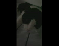 Black white cat lay on bed meows