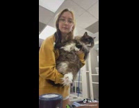 Collab BitchMP - Big cat gets washed down for bath