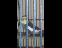 green grey bird in blue cage chirping