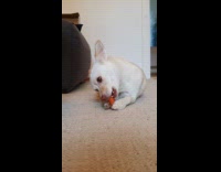 Pet dog hold and eat a carrot