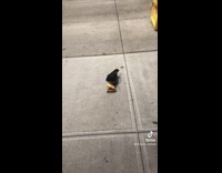 Black bird eats dropped pizza on sidewalk 