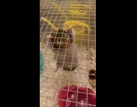 Collab BitchMP - White brown hamster hanging onto the top of cage