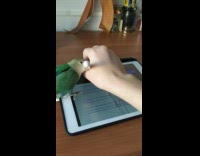 BitchMP - Green bird takes away ipad pen while writing