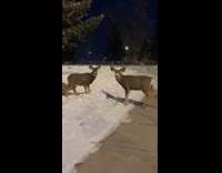 Man interrupting deers 