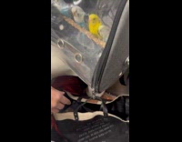 Submitter shows birds and dog rides subway