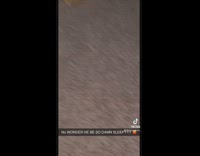 Woman films her dog who ate all her melatonin gummies