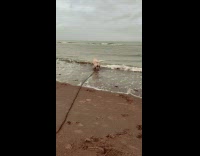 Dog on leash walk towards beach waves