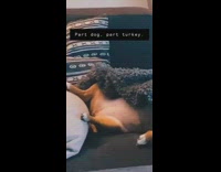 Lower half brown dog looks like turkey 