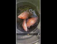 Free fish in black trashcan frozen in water 