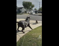 Neighbor Friend Dogs Get Zoomies as they Meet