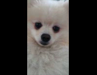 Dog growls and sneezes on command of owner