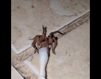 Spider drinks water from the cotton buds
