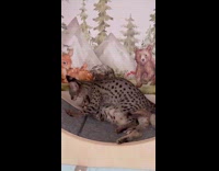 Two savannah cat bite play with each other