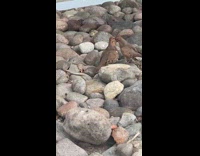 Birds fighting pulling on beaks 