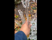 Man pulls ice formed from plant stem