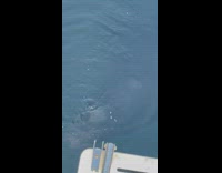 Sea lion in water peaks out of water and looks up