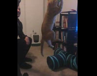 Orange white cat jumps up to catch green feather toy