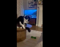 Man gives cat sound effects while grooming itself