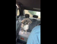 Collab Clips MPUGC - Dog on car ride stares at owner 