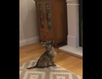 Dog barks at TV hakuna matata song