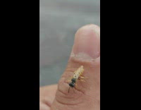 Small wasp insect stay on guy hand