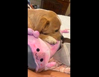 Dog bites plushie and kneads on it