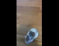 Grey and white hamster is put on wood table walks around 
