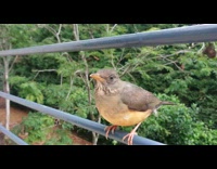 Man Pokes Bird Gently then Leaves it