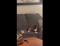 Cat plays with cat toy on couch