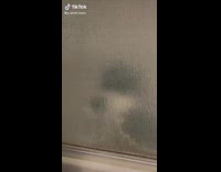 Cat scratching at shower door thinks its stuck 
