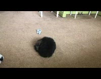 small black dog plays with food wrapper