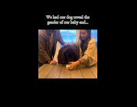 Collab DogIG - Dog eat cake reveal blue baby gender